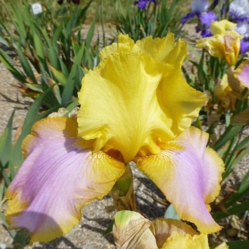 Iris germanica 'Sunset Sky' - Aediiris 'Sunset Sky'